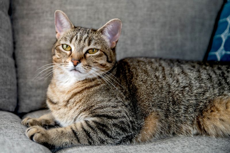 Domestication and Genetic Diversity