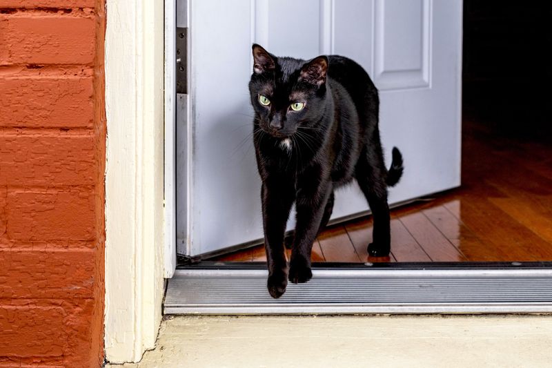 Door Darting Tendencies
