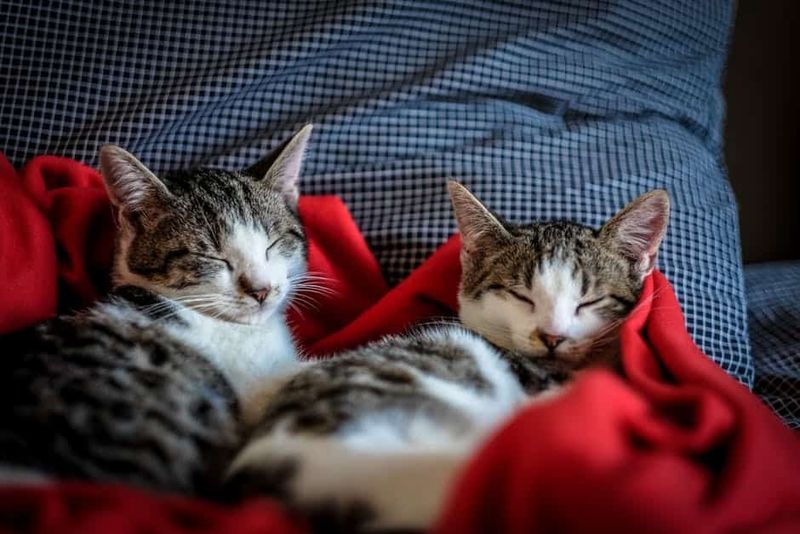 Double the Cuddles