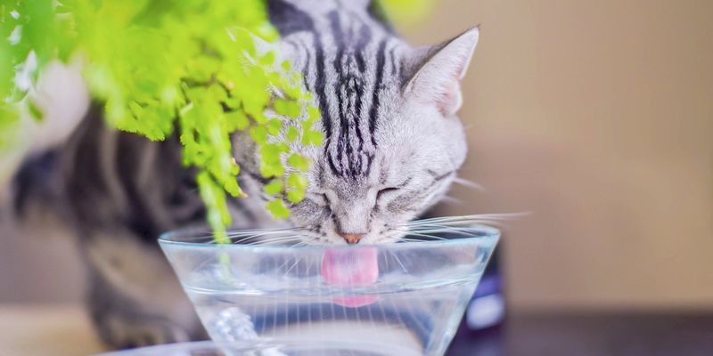 Drinking Significantly More Water