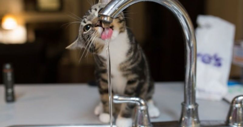 Drinking from Faucets