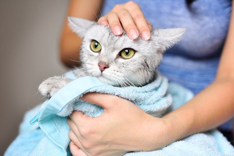 Dry Your Cat