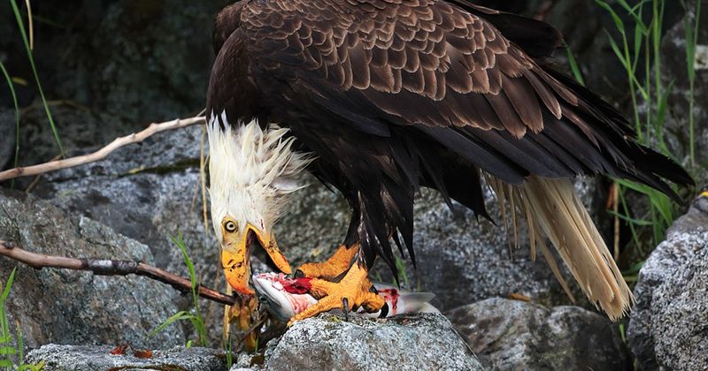 Eagles