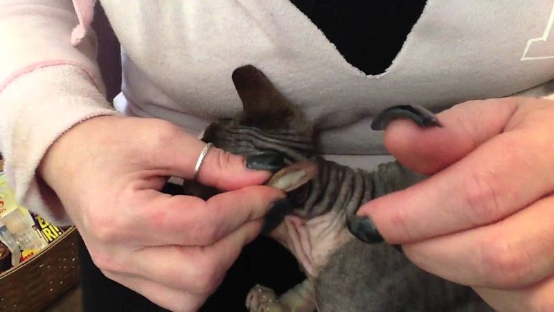 Ear Cleaning