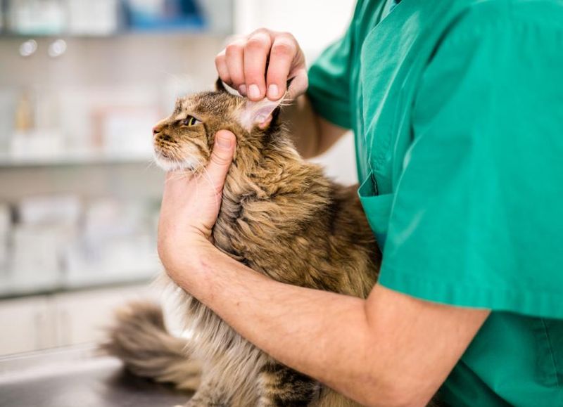 Ear Infections