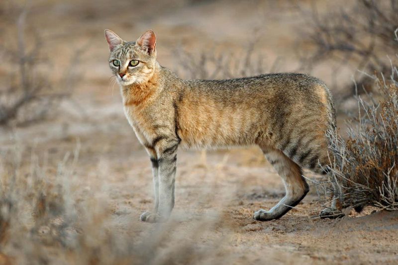 Early European Wildcats