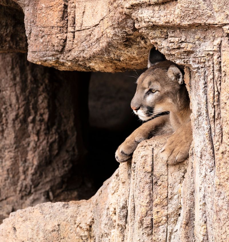 Eastern Cougar