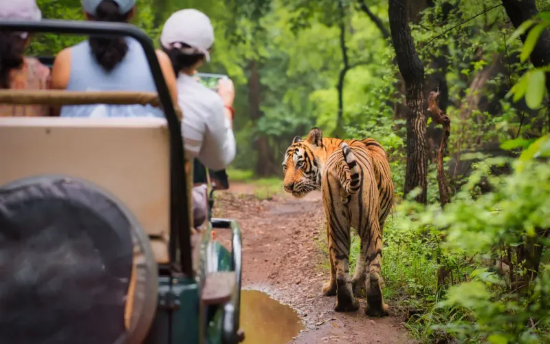 Economic Benefits of Tiger Conservation