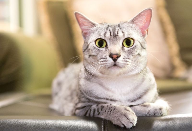 Egyptian Mau