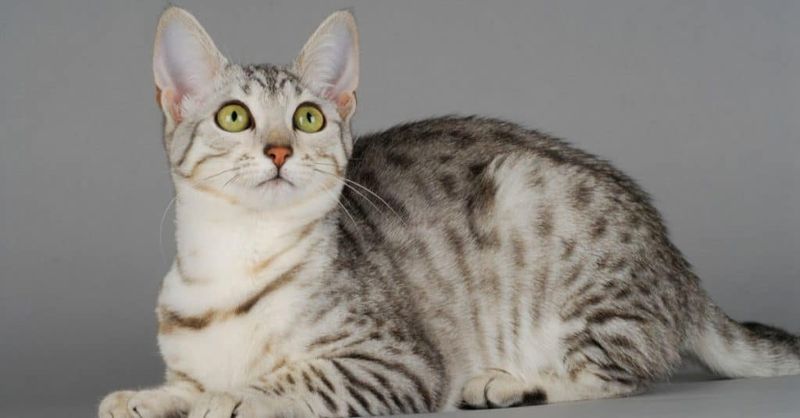 Egyptian Mau