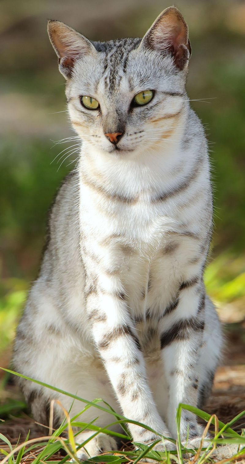Egyptian Mau