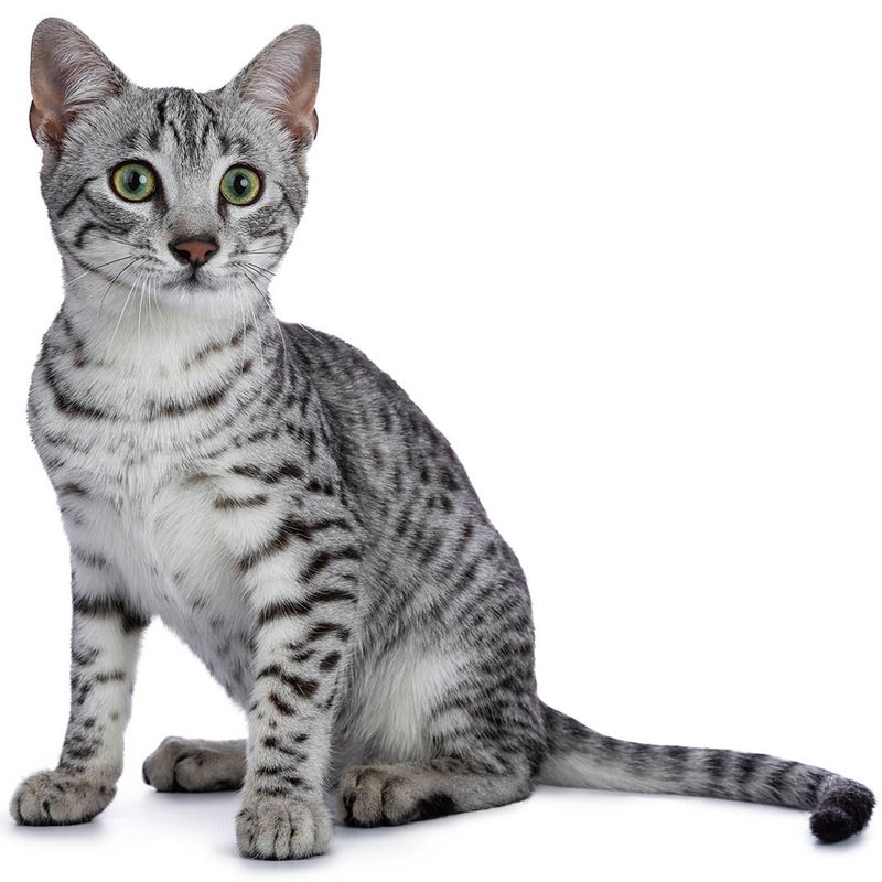 Egyptian Mau