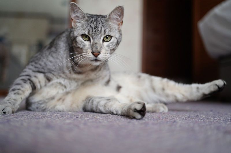 Egyptian Mau