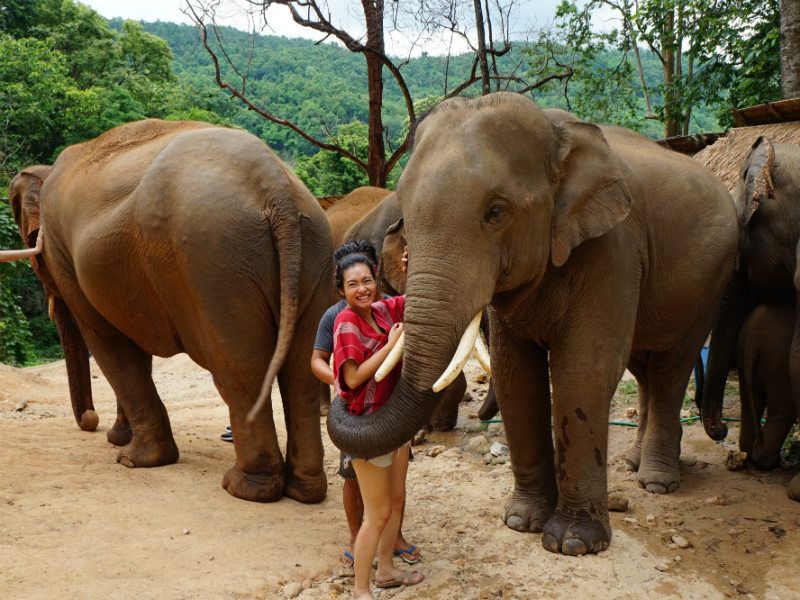 Elephants