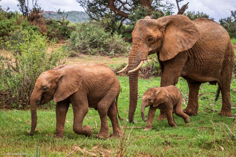 Elephants