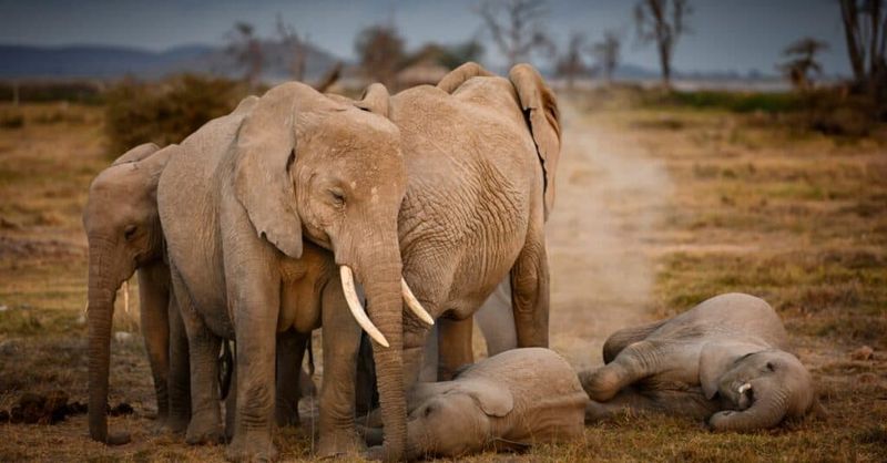 Elephants: Gentle Giants' Sleep Secrets