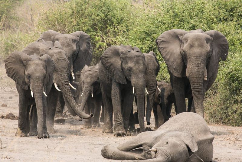 Elephants