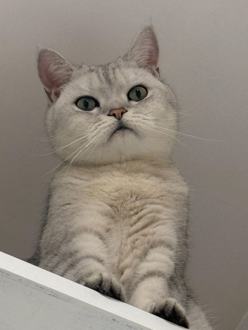 Elevated Perches