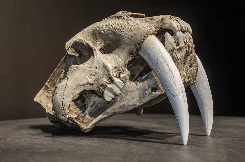 Elongated Canine Teeth