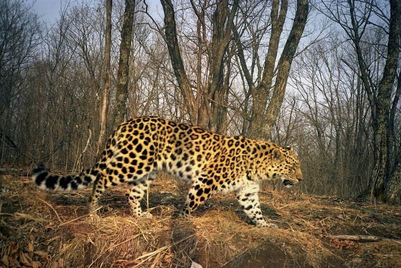 Elusive Nature