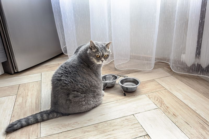 Empty Food Bowls