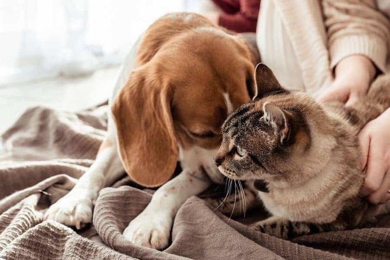 Encourage Socialization with Other Pets