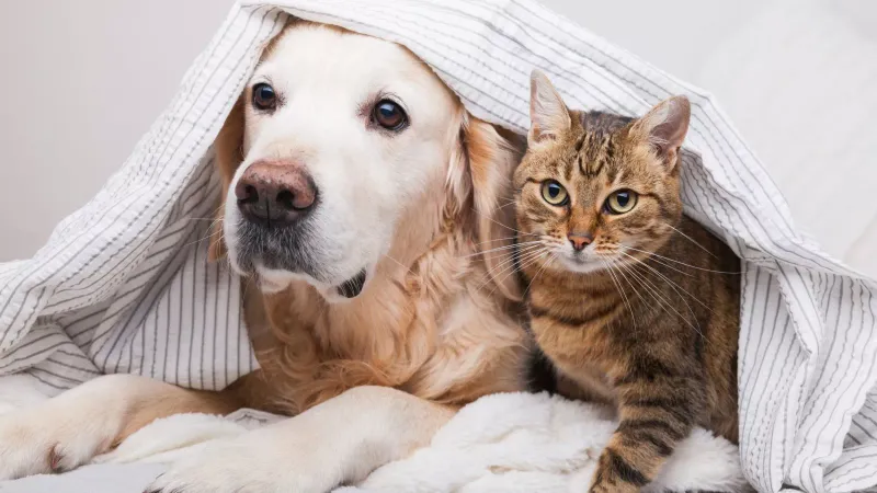 Encourage Socialization with Other Pets