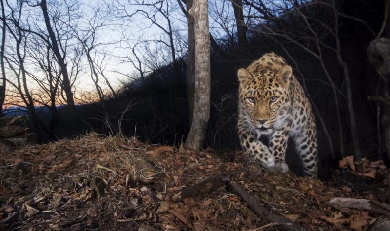 Endangered Status