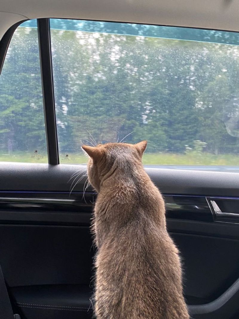 Enjoying Car Rides