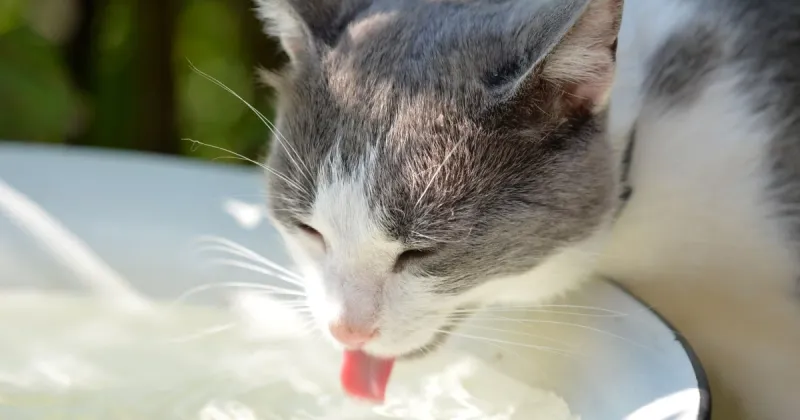 Ensuring Proper Hydration