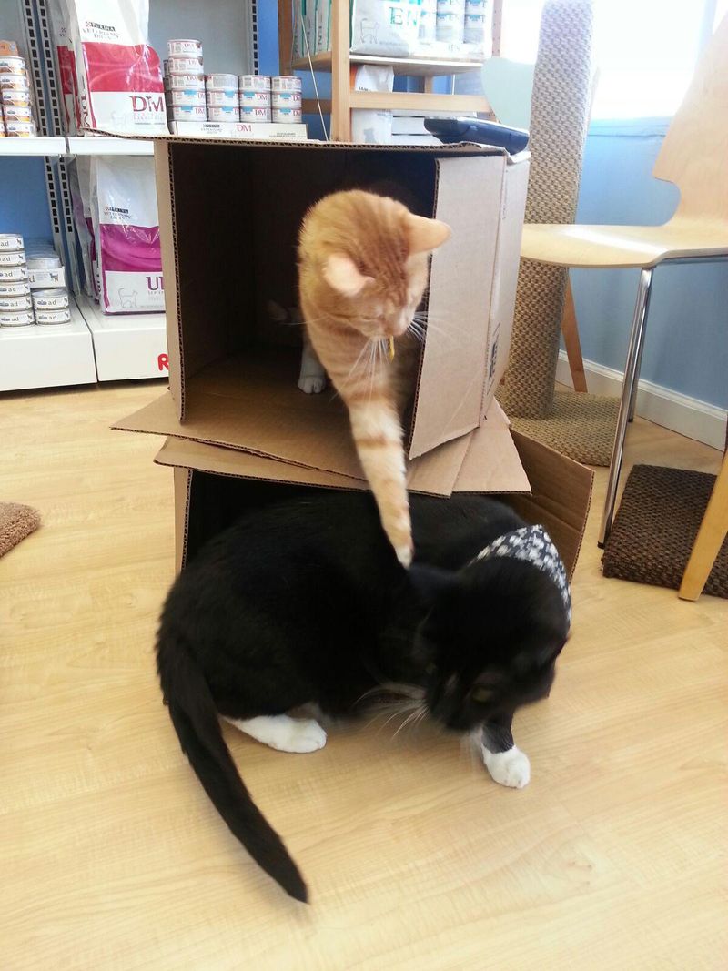 Environmental Enrichment