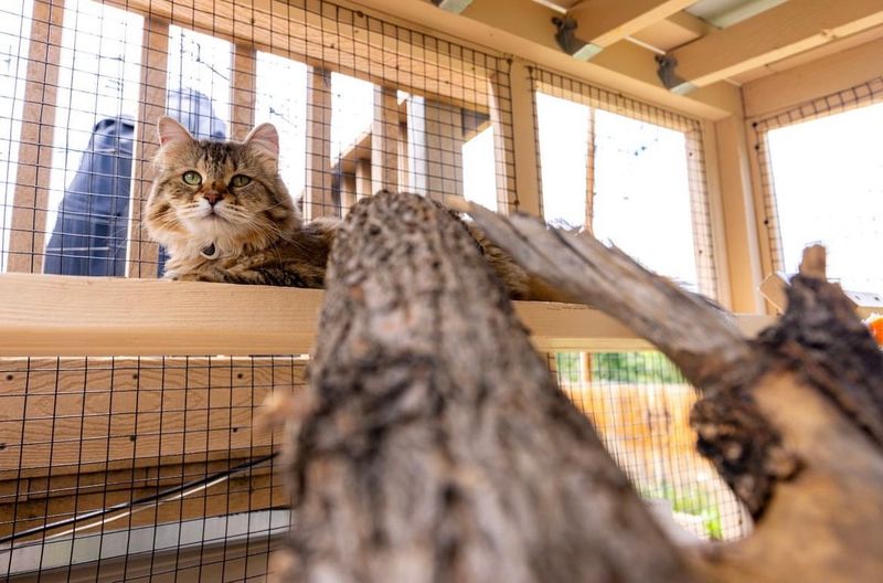 Environmental Enrichment