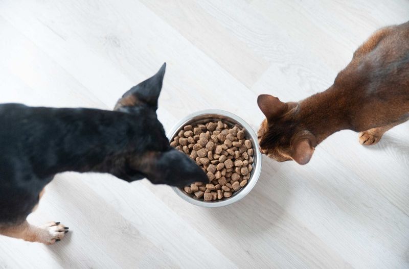 Establish a Feeding Routine