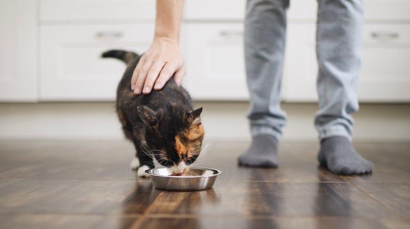 Establish a Regular Feeding Schedule