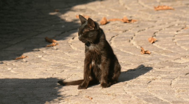 Establish an Annual Remembrance Day