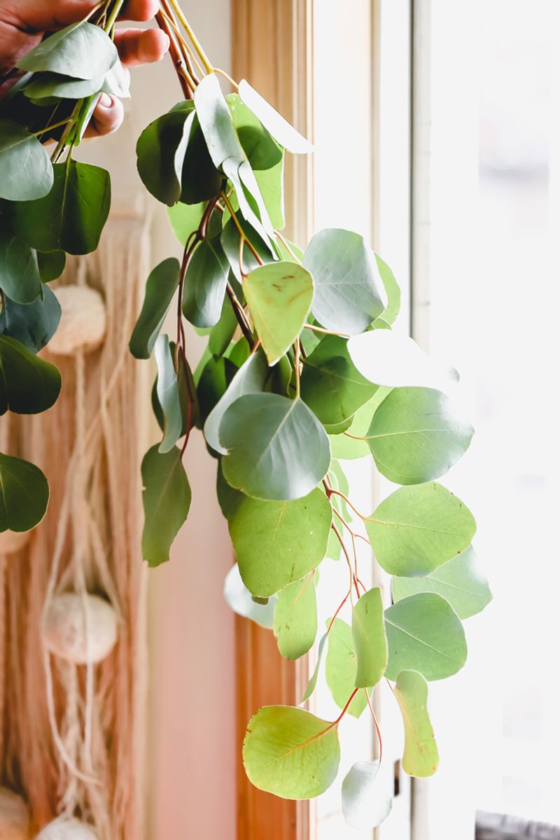 Eucalyptus