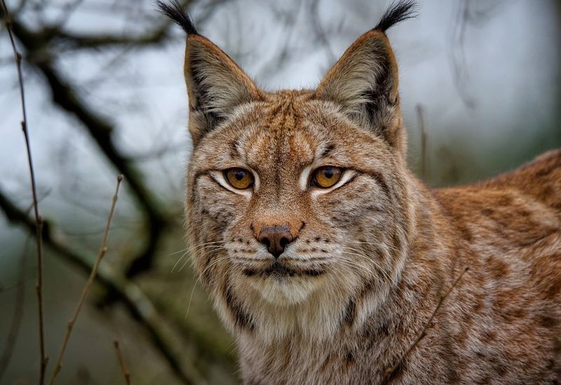 Eurasian Lynx