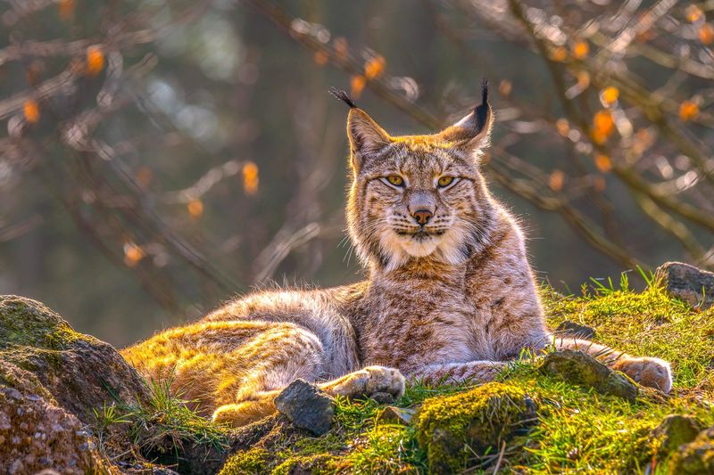 Eurasian Lynx
