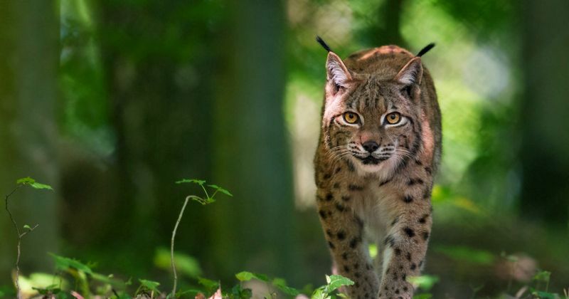 Eurasian Lynx