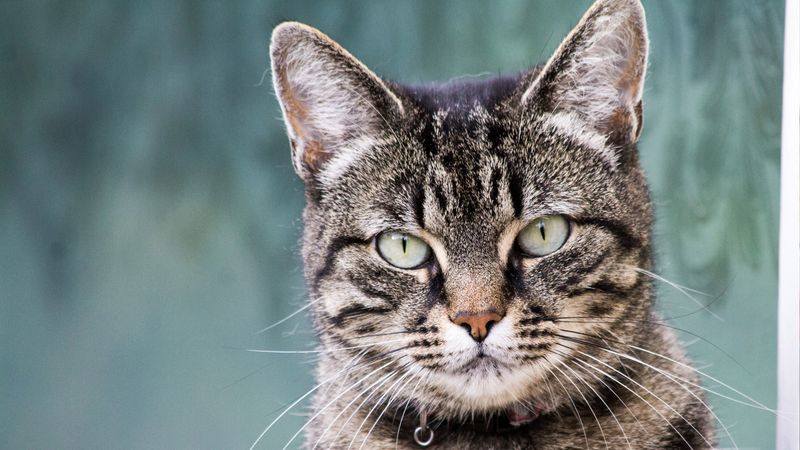 European Shorthair