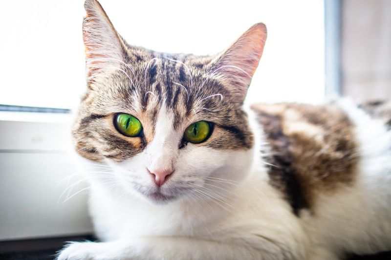 European Shorthair