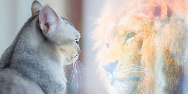Evolutionary Background and Social Structures