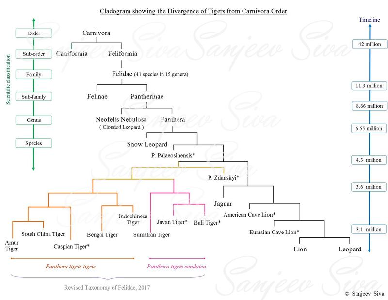 Evolutionary Origins