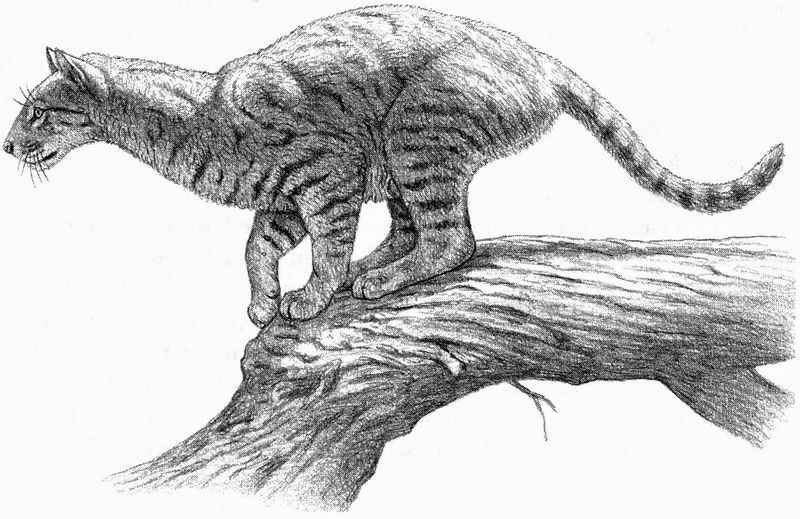 Evolutionary Significance