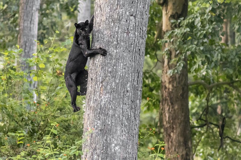Excellent Climbers