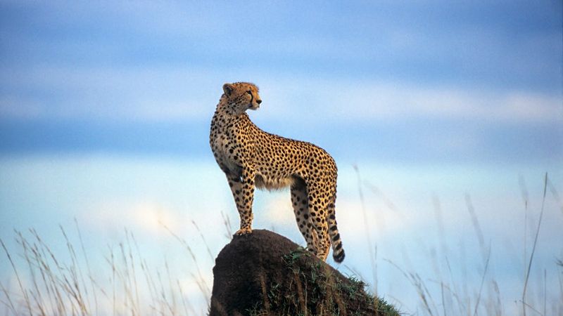 Exceptional Vision