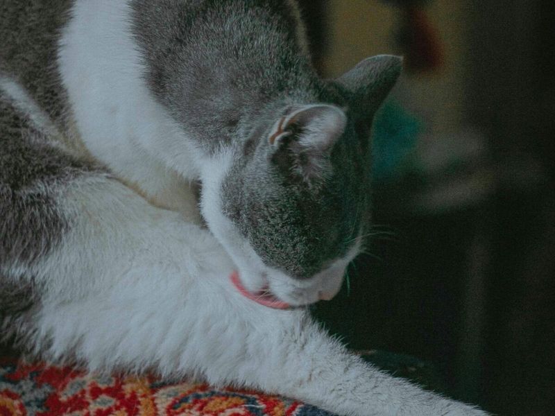 Excessive Grooming That Never Ends