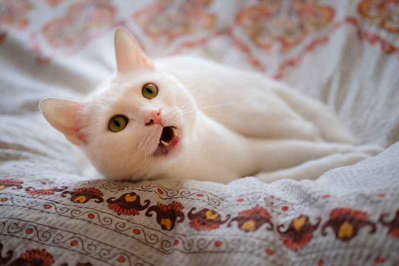 Excessive Meowing When You Return