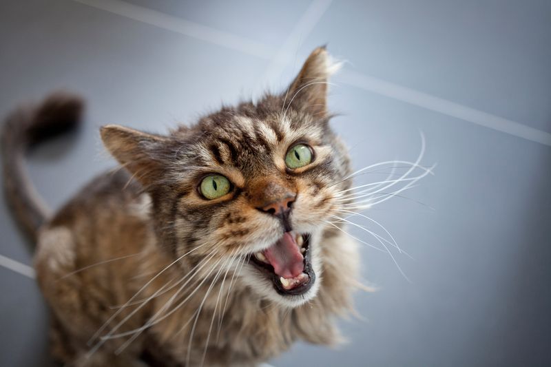 Excessive Meowing or Vocalizing