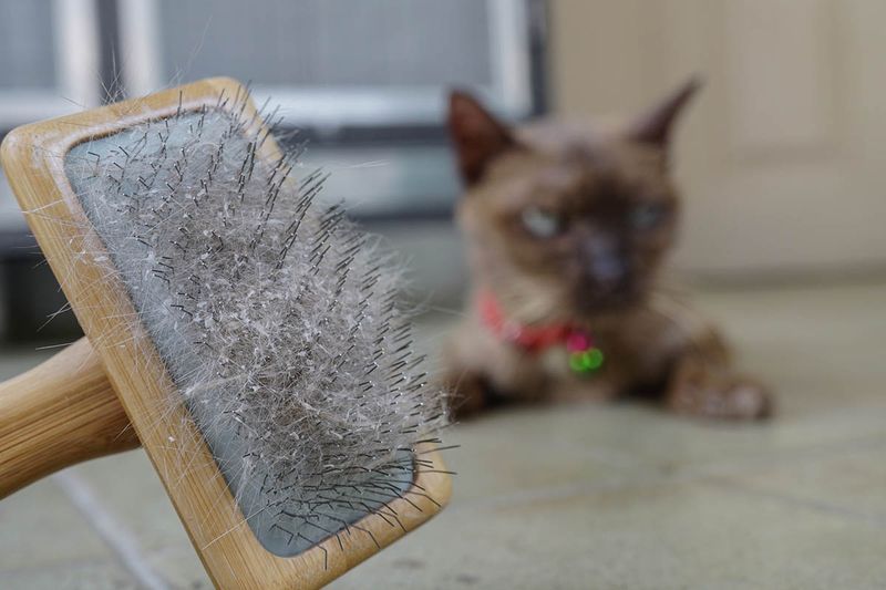 Excessive Shedding and Dandruff During Stressful Times